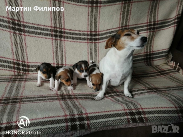 Продавам малки джак ръсел териери , снимка 6 - Джак ръсел териер - 52322833