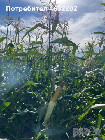 Замразена сладка царевица, снимка 5 - Домашни продукти - 52171913