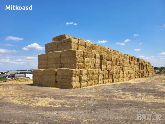 Слама пшенична 2025 покрита