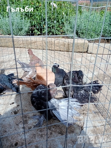 Ростовски, салтинети и гугутки 