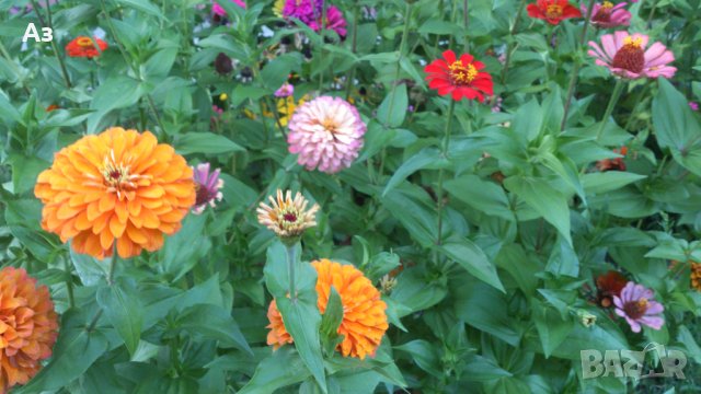 продавам семена на цветя Циния (реколта 2025 г.), снимка 16 - Градински цветя и растения - 29996550