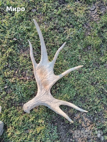 Стари рогa от елен лопатар,лос и карибу.Трофей., снимка 6 - Други - 53922366