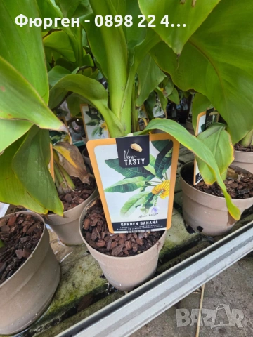 Банан - Мусо баджо / Musa Basjoo, снимка 3 - Разсади - 53906003