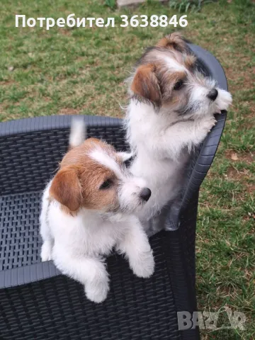 Твърдкосмест джак ръсел териер, снимка 4 - Джак ръсел териер - 49454726