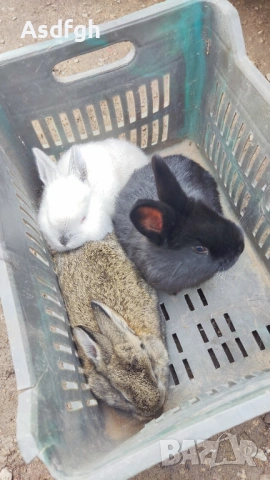 Зайчета , снимка 2 - Други - 53292513