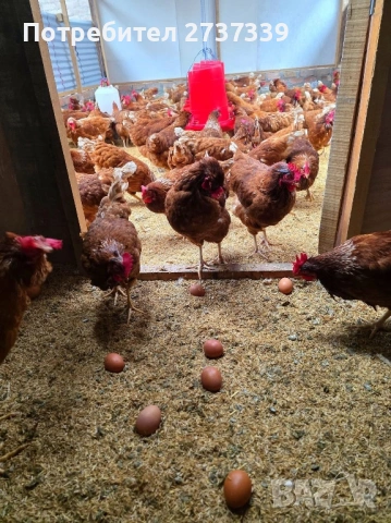 Ломан браун