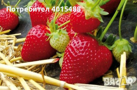 Prodavam korencheta celogodishni qgodi 2 sorta Selva i Ostara, снимка 7 - Разсади - 44673206