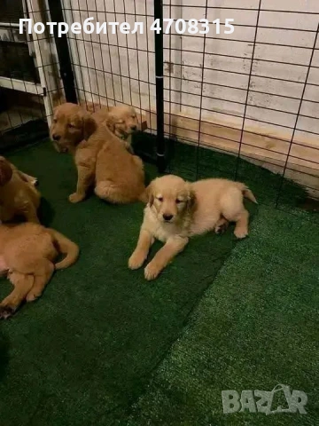 Голдън ретривър момче родословен баща, снимка 5 - Голдън ретривър - 53354373