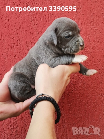 американски сиви питбулчета 