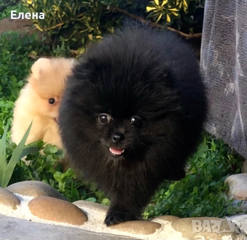 Померанче, снимка 2 - Померан - 52818991