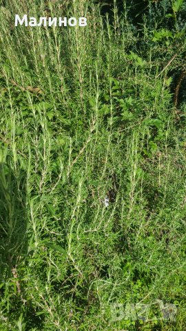 Розмарин - за пресаждане, пресен или за сушене, снимка 3 - Градински цветя и растения - 38104810