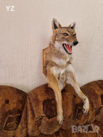 Препариран чакал, снимка 3 - Колекции - 50774876