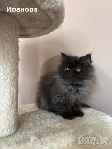 Персийски котенца , снимка 2 - Персийска - 56340555