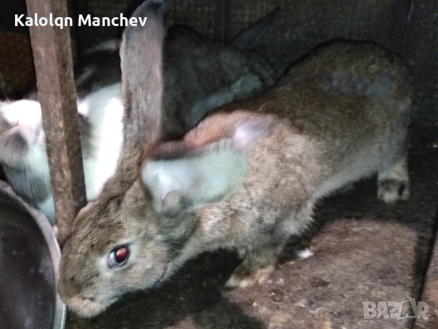продавам зайци , снимка 6 - Други животни - 50505858