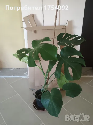Monstera Deliciosa 