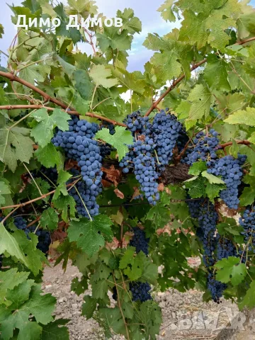 Продавам грозде червен мискет, Мерло, Каберне и мускат