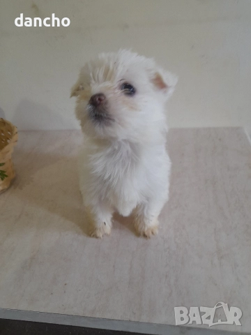 Продавам болонка , снимка 3 - Болонка - 47874174