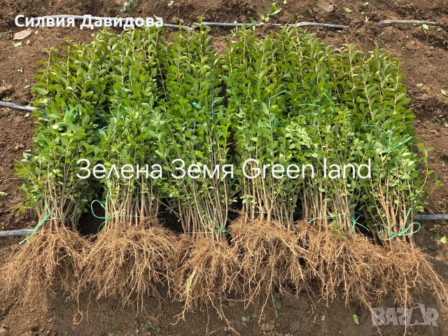 Лигуструм за жив плет , снимка 6 - Градински цветя и растения - 54153657