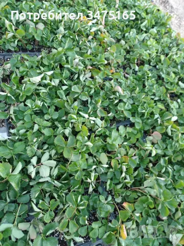 Ягоди  Морано и Малга , снимка 2 - Разсади - 47255359