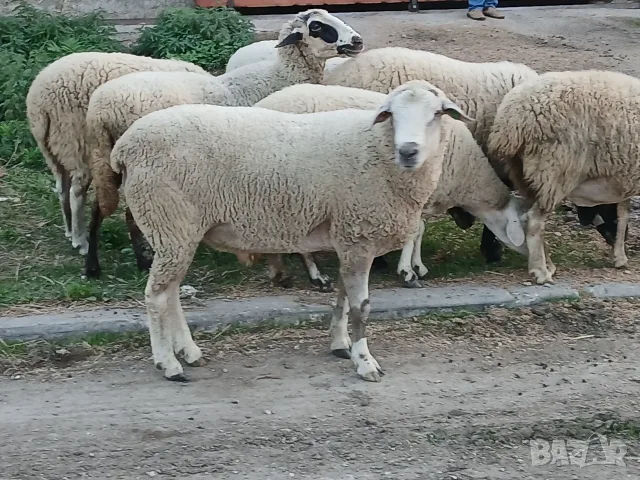 Свободни овце и коч