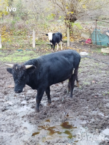 Мъжко теле на 1г.и 4 месеца, снимка 3 - Крави - 52528286