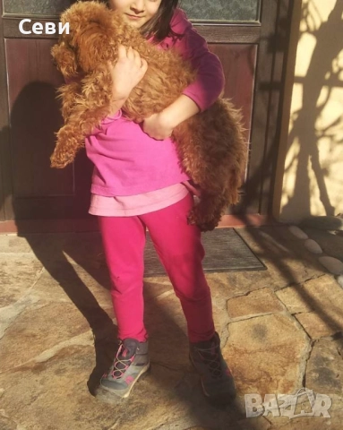 Мъжки Мини пудели