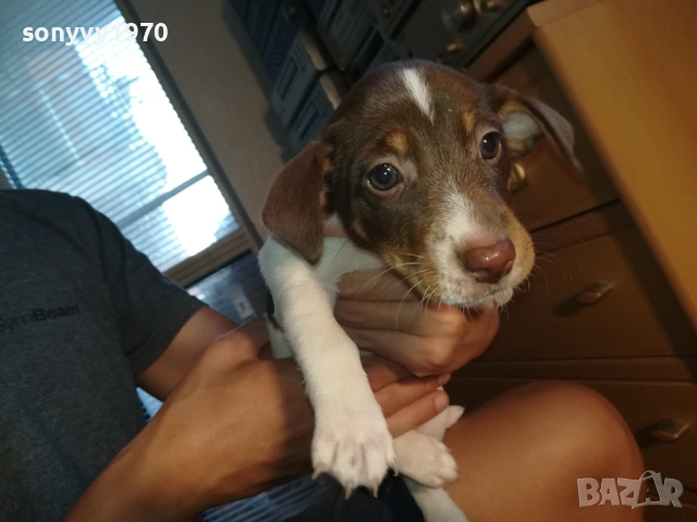 МОМИЧЕНЦЕ-ДЖАК РЪСЕЛ НА 40 ДЕНА 2809252012, снимка 12 - Джак ръсел териер - 51870591