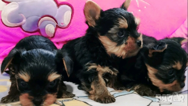 Йоркширски териер , снимка 2 - Йоркширски териер - 54331554