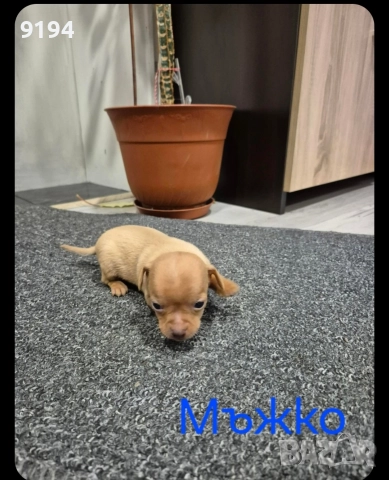 малки пинчерчета, снимка 5 - Пинчер - 52724103