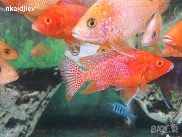 Перфектни, пъстри, цветни риби (цинотилапии и аулонокари), снимка 3 - Рибки - 47399931