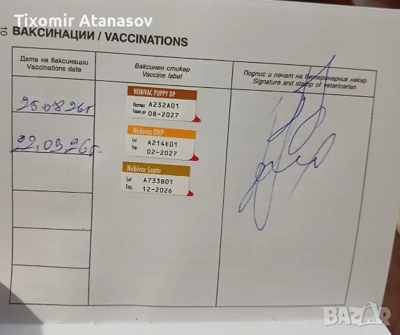 Пинчери             ., снимка 2 - Пинчер - 56183690