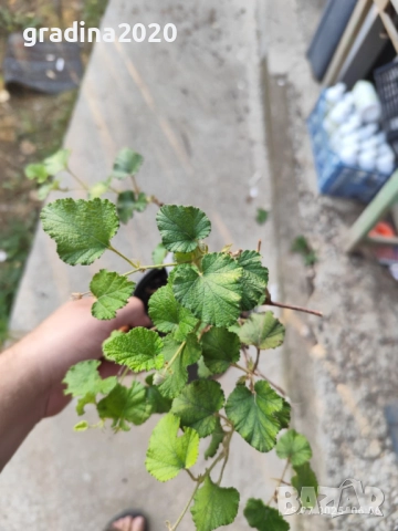 Пълзяща къпина Creeping Bramble, снимка 10 - Разсади - 48346596