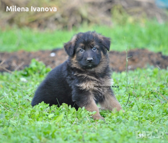 Мъжки немски овчарки с ДЪЛЪГ косъм , снимка 14 - Немска овчарка - 52510345