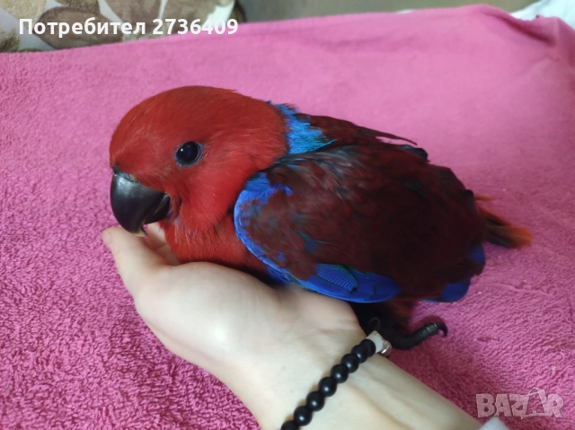 Папагал еклектус , снимка 15 - Папагали - 52723213
