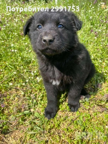 продавам кученца, снимка 6 - Други - 54318818