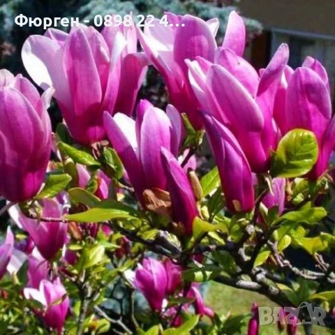 Магнолия Джордж Хенри Керн, снимка 4 - Разсади - 43794646