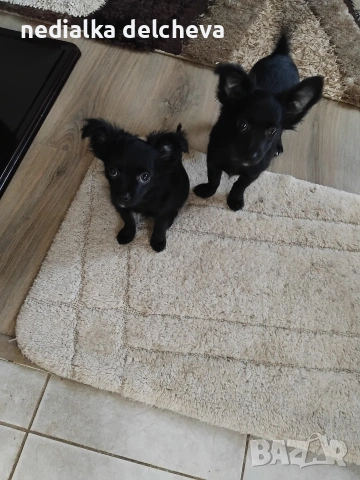 чихуахуа мини 