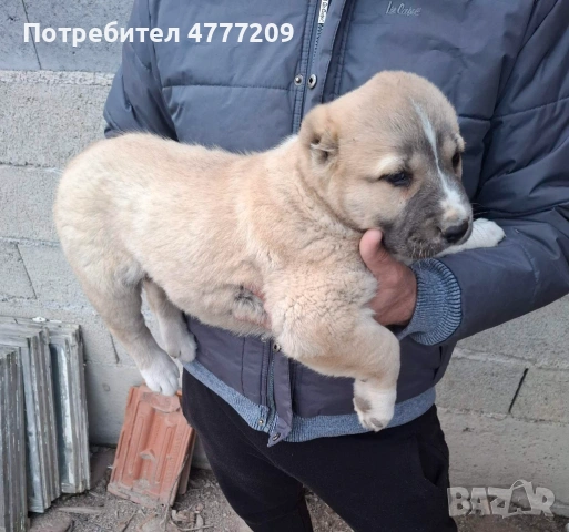 САО-АЛАБАЙ , снимка 5 - Други - 53970670