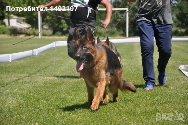 малки немски овчарки , снимка 3 - Немска овчарка - 50062180