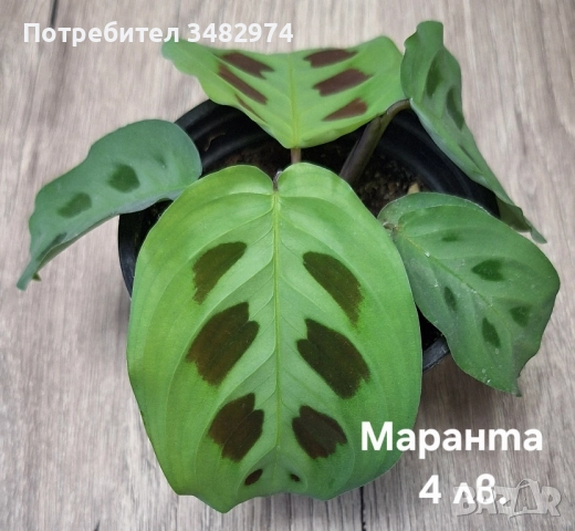 Предлагам стайни растения, снимка 3 - Стайни растения - 52260638