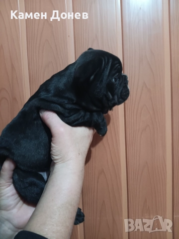 Френски булдог , снимка 10 - Френски булдог - 52906488