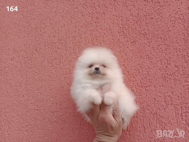 Мъжки и женски Померани. Реални снимки от 22.03.26 г. , снимка 10 - Померан - 53910902