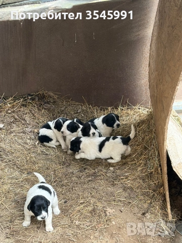 Кученца Каракачанка, снимка 4 - Каракачанска овчарка - 54076615