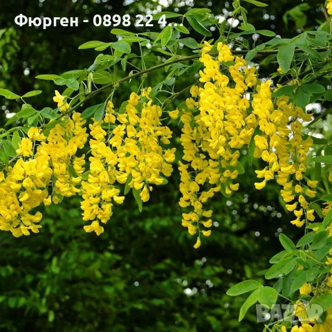 Акация - Налични 2 цвята, снимка 3 - Разсади - 43201691