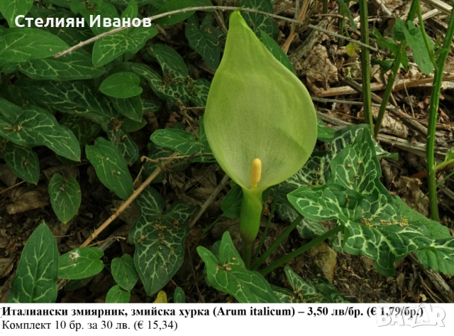 Италиански змиярник, змийска хурка (Arum italicum) – грудки, снимка 2 - Сортови семена и луковици - 52371795