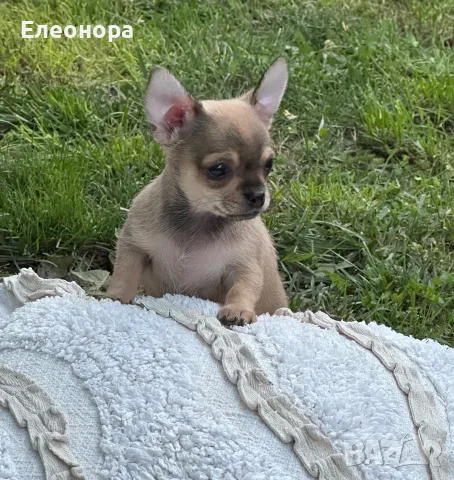 Прекрасно Чихуахуа Момченце, снимка 3 - Чихуахуа - 55966762