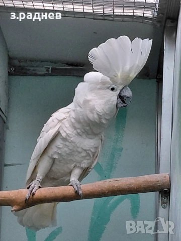 Какаду алба, снимка 5 - Папагали - 52251378
