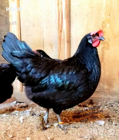 свободна двойка Петел синьо брезе +черна кокошка на 1 година, снимка 2 - други­ - 54176625