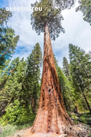 15 нови семена гигантска секвоя мамутово дърво sequoiadendron giganteum за декорация на двора  , снимка 13 - Сортови семена и луковици - 49828592