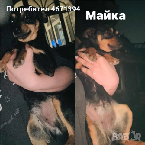 Немски пинчери на 2 месеца, снимка 7 - Пинчер - 52682821